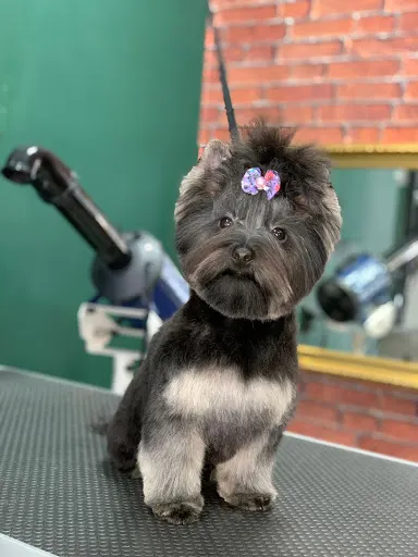 Rock Dog - Salon Pielęgnacji Psów - Psi Fryzjer - Łódź